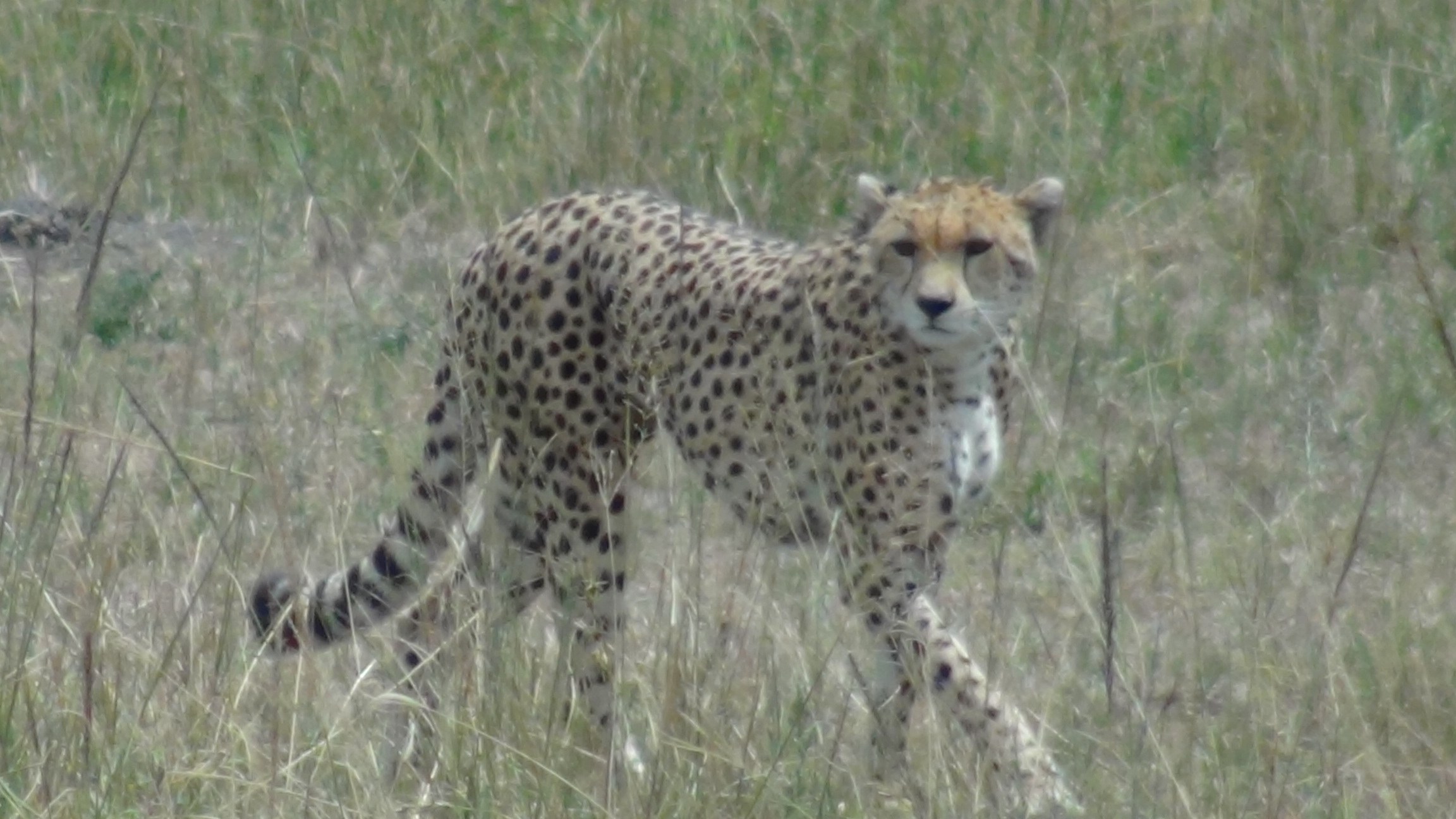 A cheetah walking through tall grass
