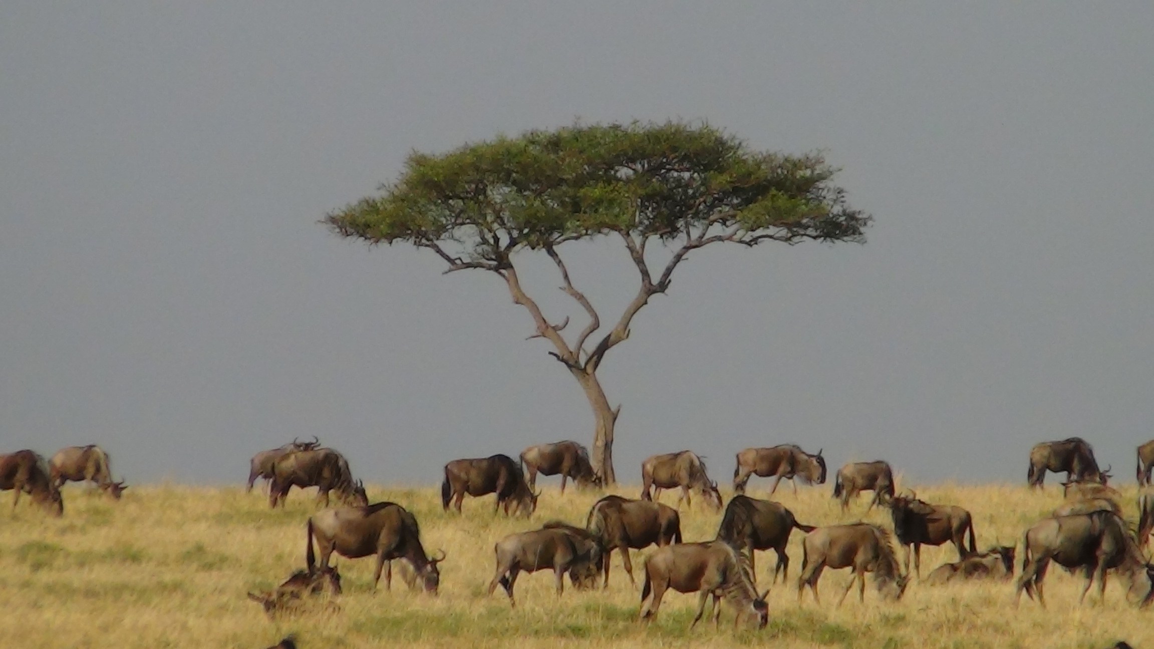 Wildebeest grazing beneath an acacia tree