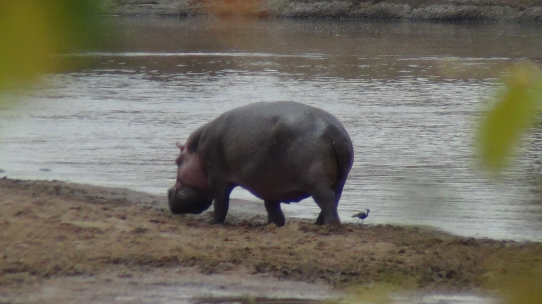 A hippo at the water's edge with a small bird