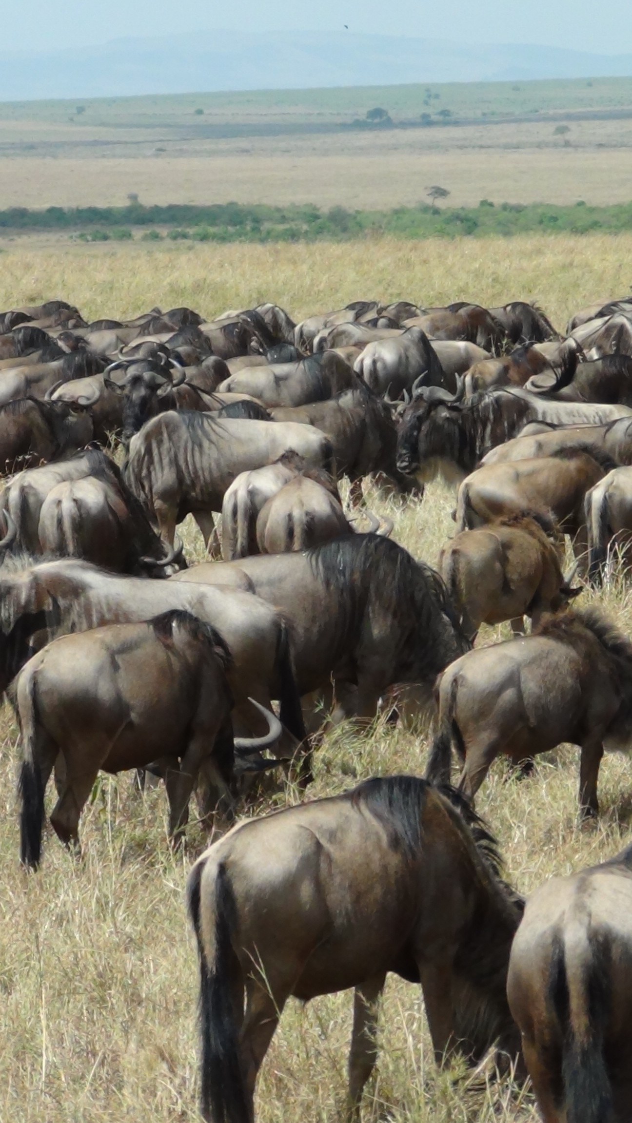 A large herd of wildebeest on the move